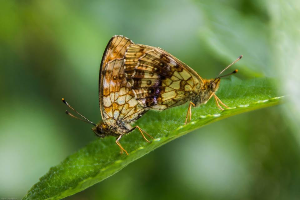 Parelmoervlinders Parelmoervlinders | © VLIZ, Merijn van den Bosch