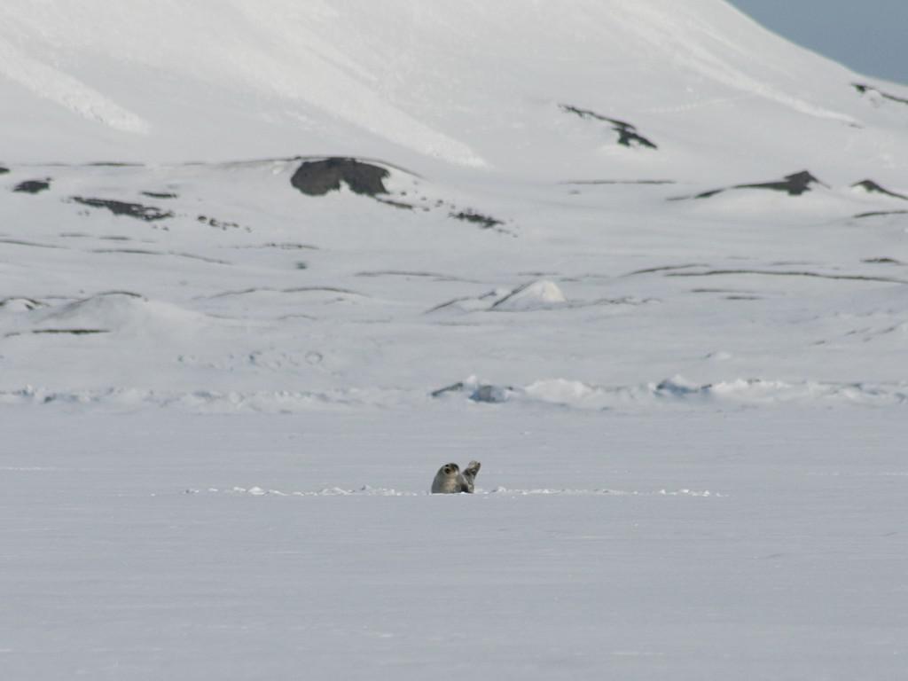 Ringelrob op ijsplaat aan de oostkust van Svalbard Ringelrob op ijsplaat, oostkust Svalbard | © M.Buschmann - CC BY-SA 3.0 via Wikimedia Commons