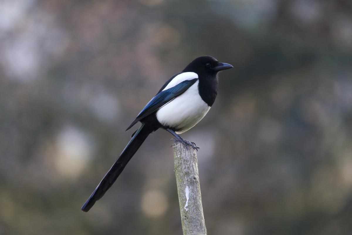 Ekster | CC BY-SA 2.0 Pierre-Selim, WikiMedia