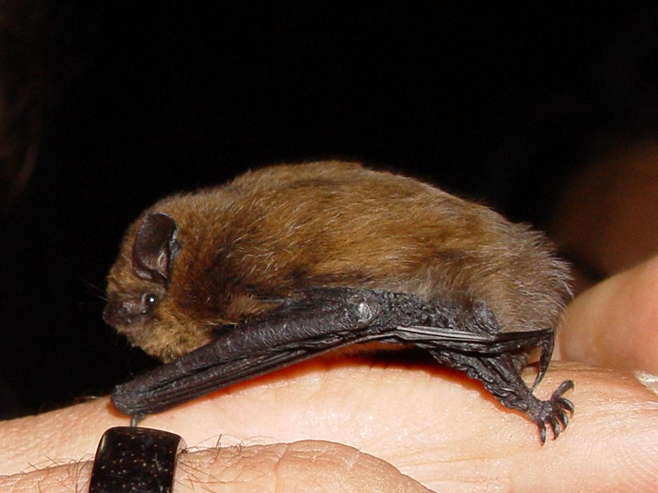 Gewone dwergvleermuis | CC BY-SA 3.0 Mnolf, WikiMedia