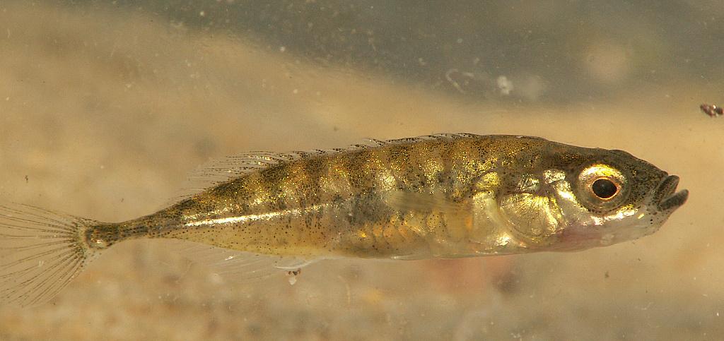 Tiendoornige stekelbaars | CC BY-SA 3.0 Fwals, Wikimedia Commons