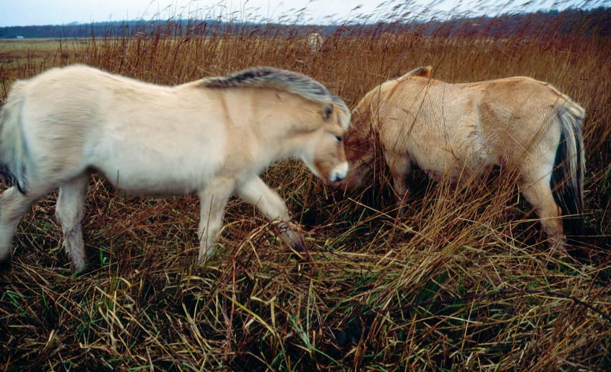 Noorse Fjordenpaarden Noorse Fjordenpaarden | © Staatsbosbeheer Texel