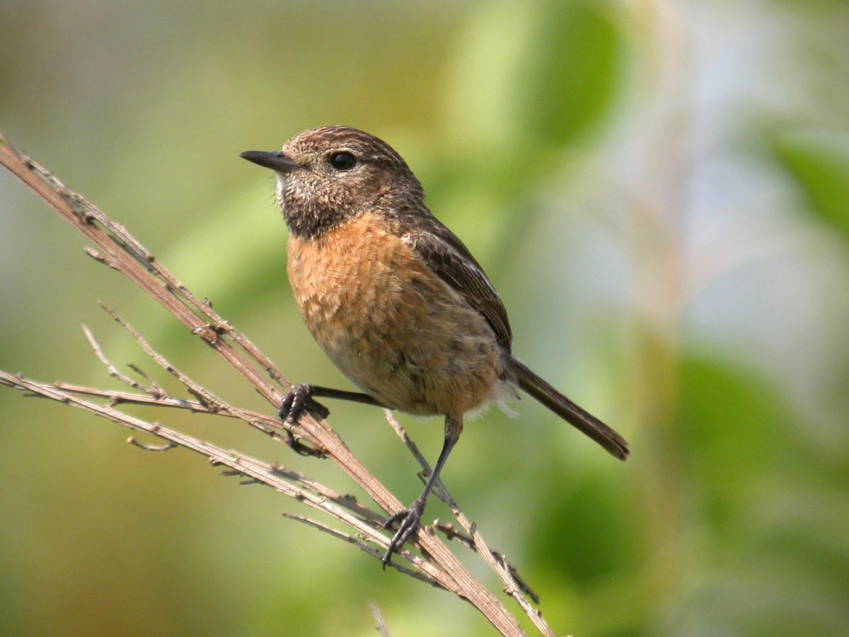 Roodborsttapuit vrouwtje Roodborsttapuit ♀ | CC BY 2.0, door Frank Vassen