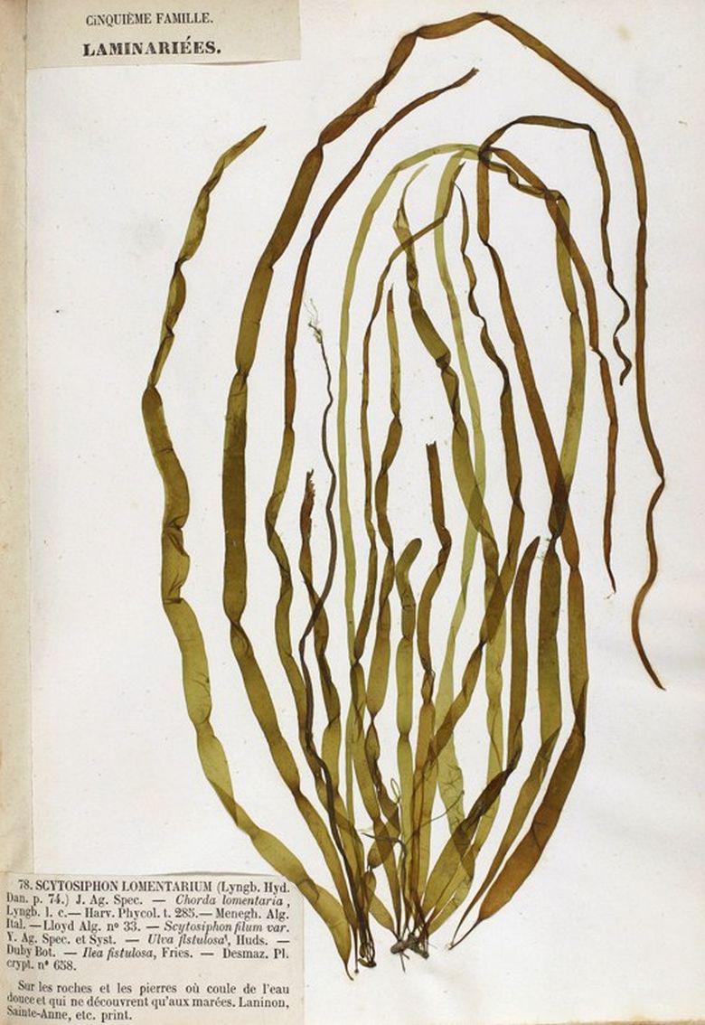 Saucijsjeswier herbarium | Pierre-Louis Crouan (1798-1871) & Hippolyte-Marie Crouan (1802-1871), Wikimedia Commons