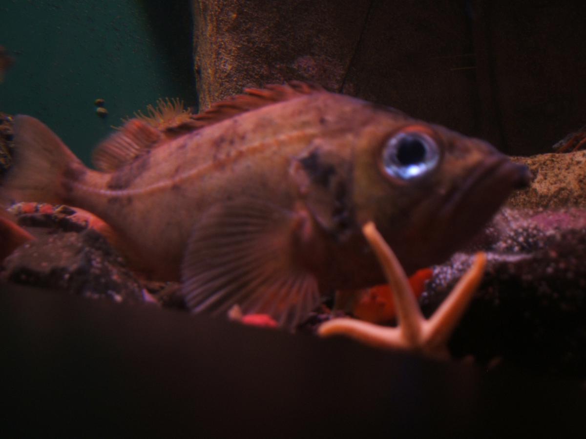 Roodbaars Roodbaars | CC BY-SA 3.0 Steven G. Johnson, Wikimedia Commons