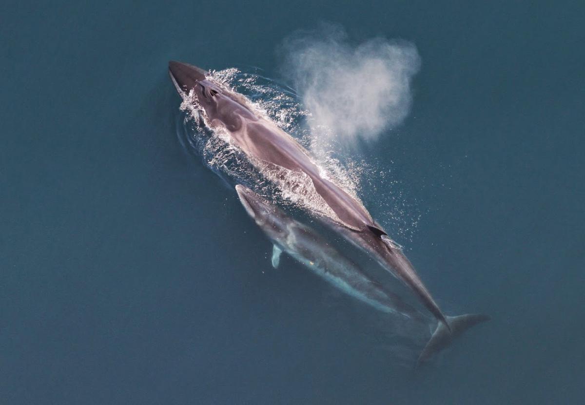 Noordse vinvis | Christin Khan, NOAA / NEFSC - Public Domain via Wikimedia Commons