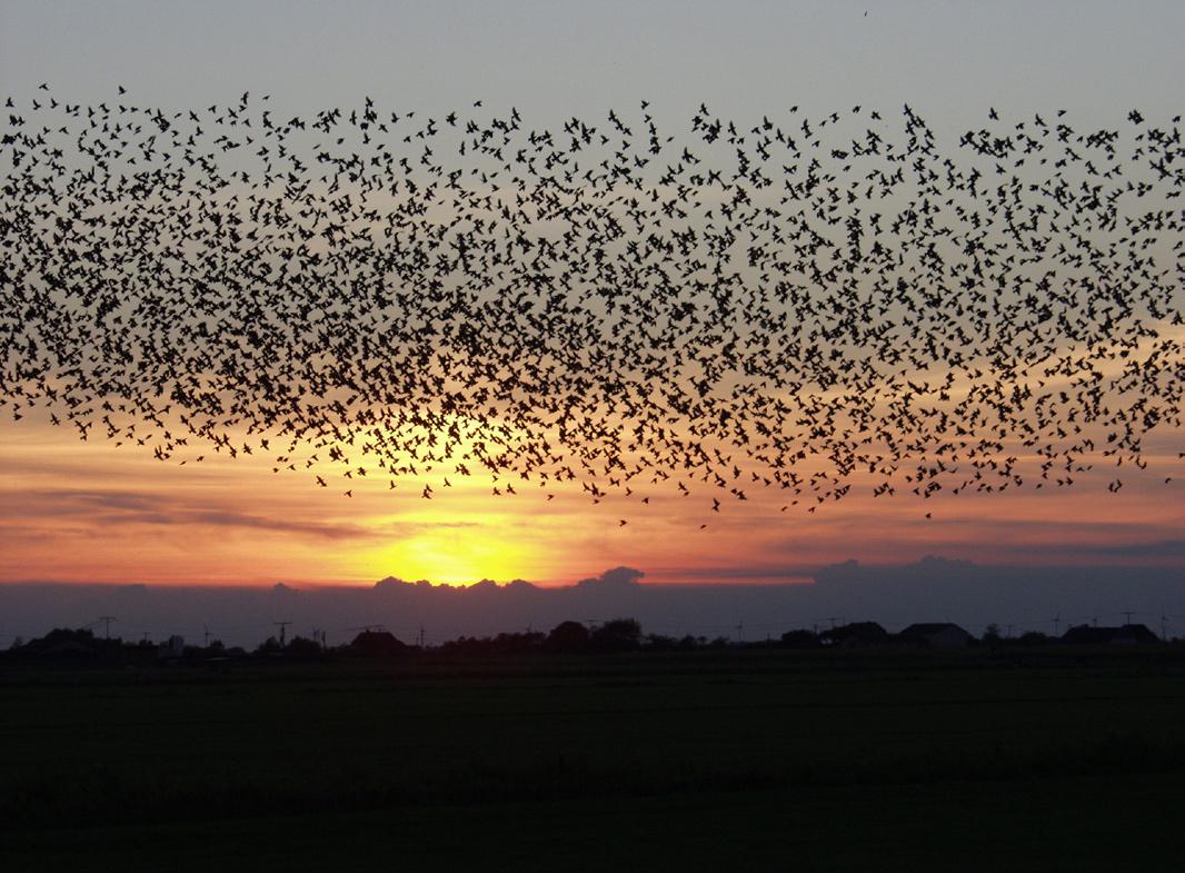 Spreeuwen | © Tommy Hansen, WikiMedia