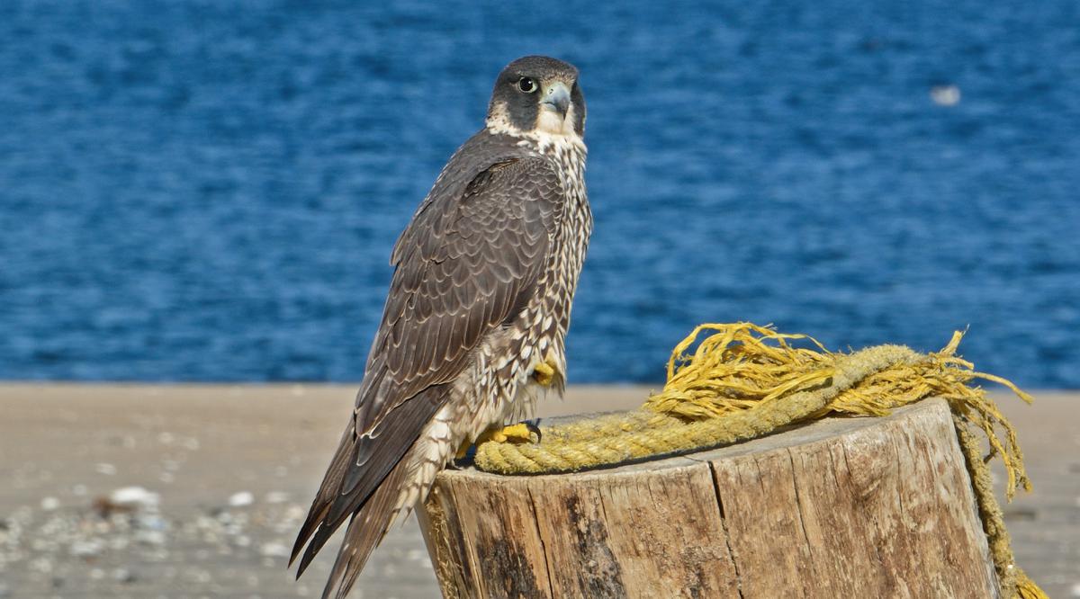 Slechtvalk | CC BY-SA 3.0 Spinus Nature Photography (Spinusnet), WikiMedia
