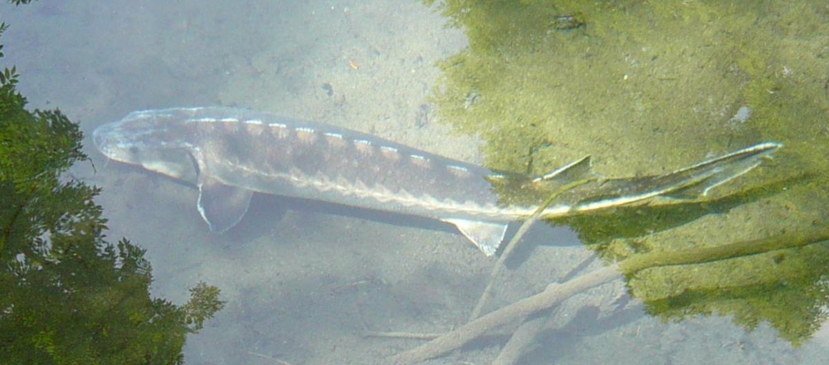 Steur Steur | CC BY 2.0 Aah-Yeah, WikiMedia