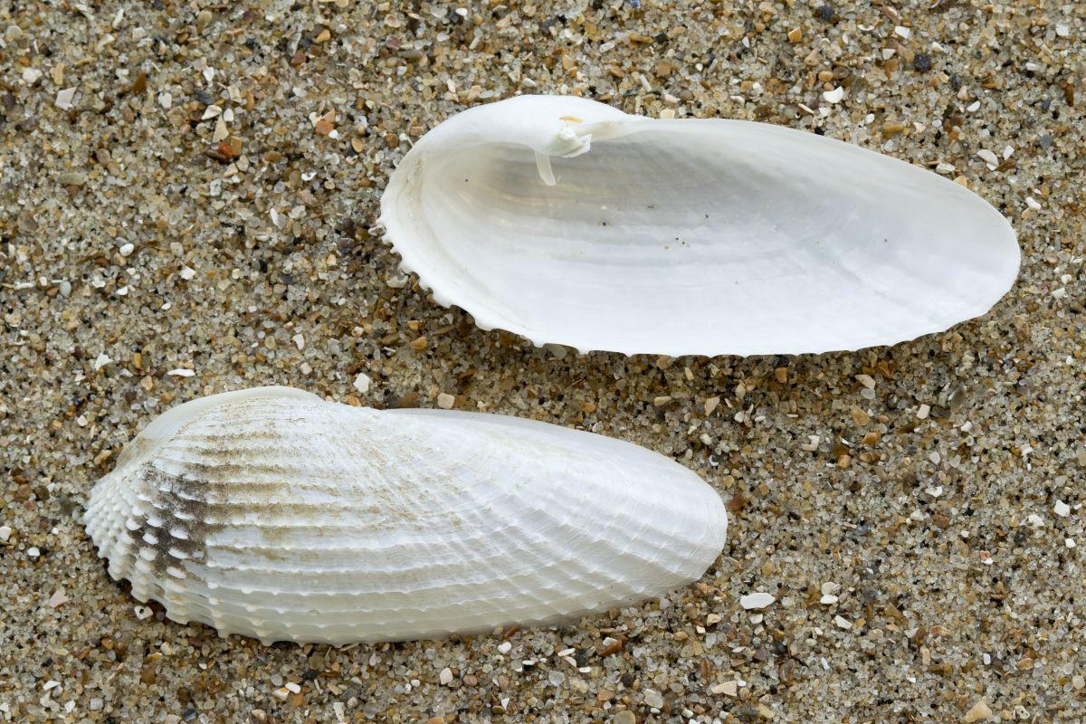 Binnenkant van de schelp van een witte boormossel met typisch uitsteekseltje (apofyse) . Witte boormossel | © Misjel Decleer