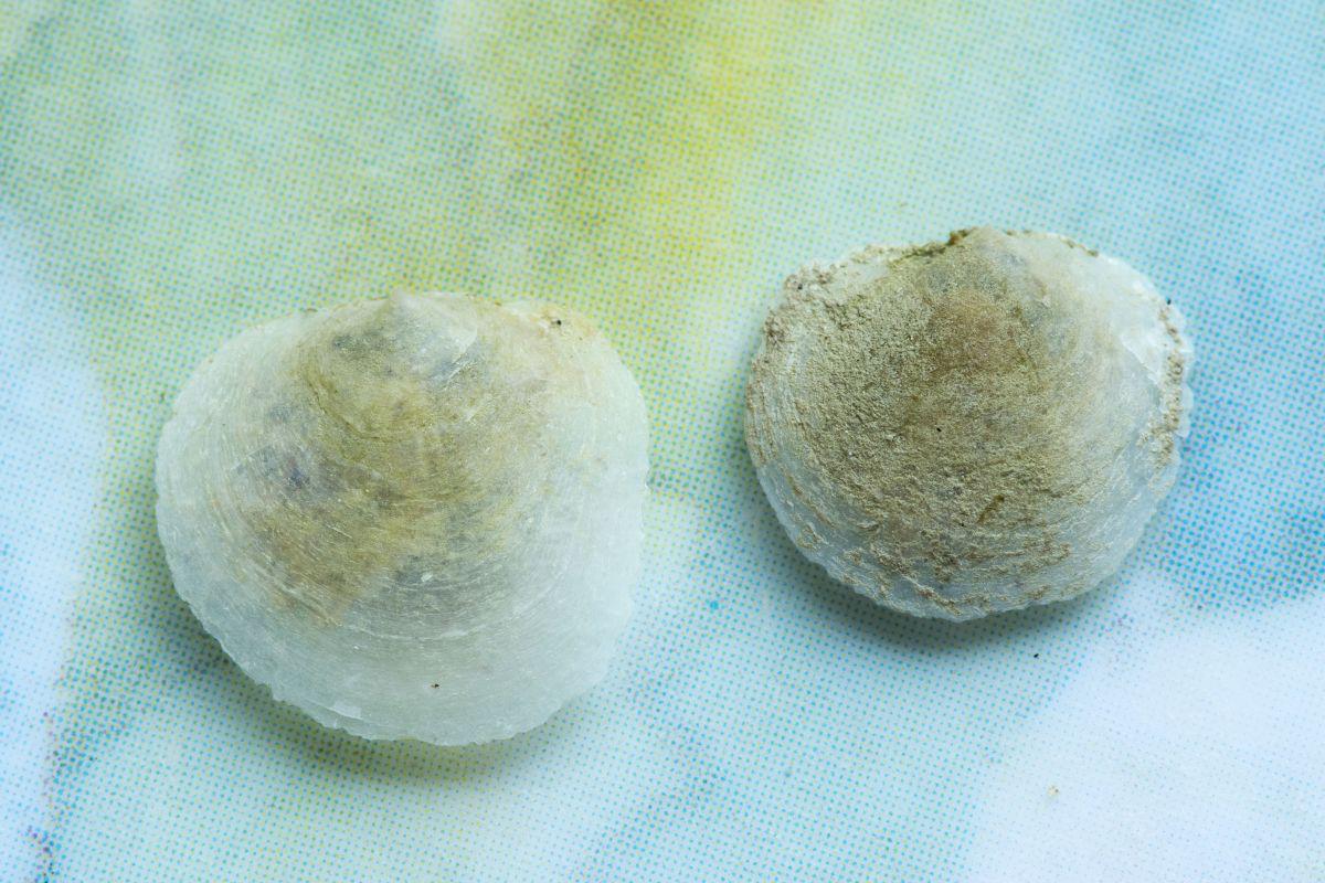 Levende schilferige dekschelp vind je aan onze kusten vaak terug op drijvend plastic zwerfvuil. Breekbare schelp van schilferige dekschelp | © Misjel Decleer