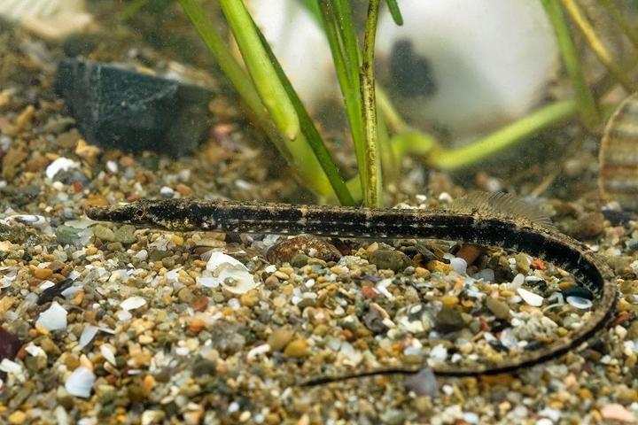 Grote zeenaald in aquarium | GNU Giacomo Radiderivative, Wikimedia Commons