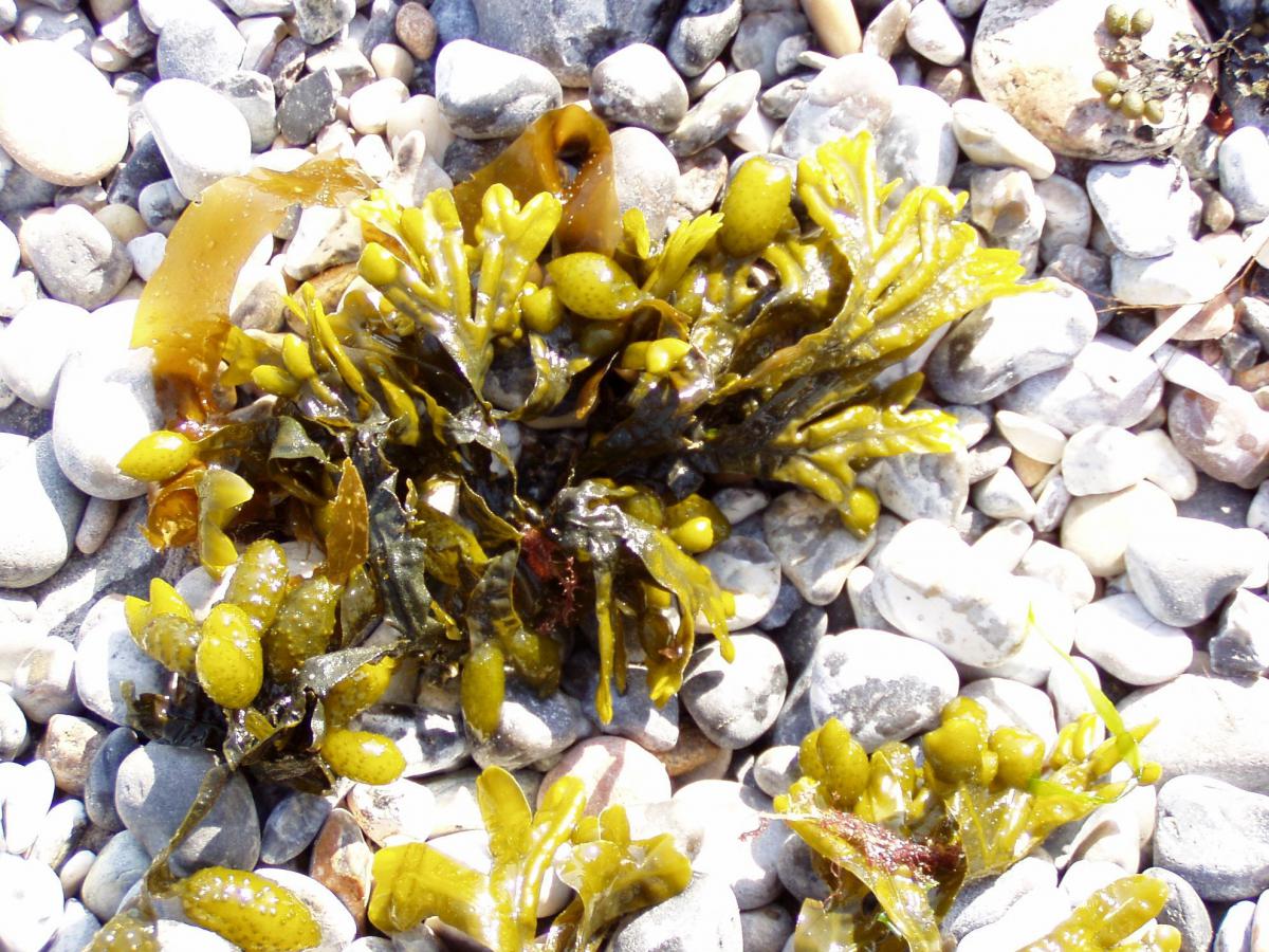 Groefwier op strand | CC BY-SA 3.0 Griensteidl, Wikimedia Commons