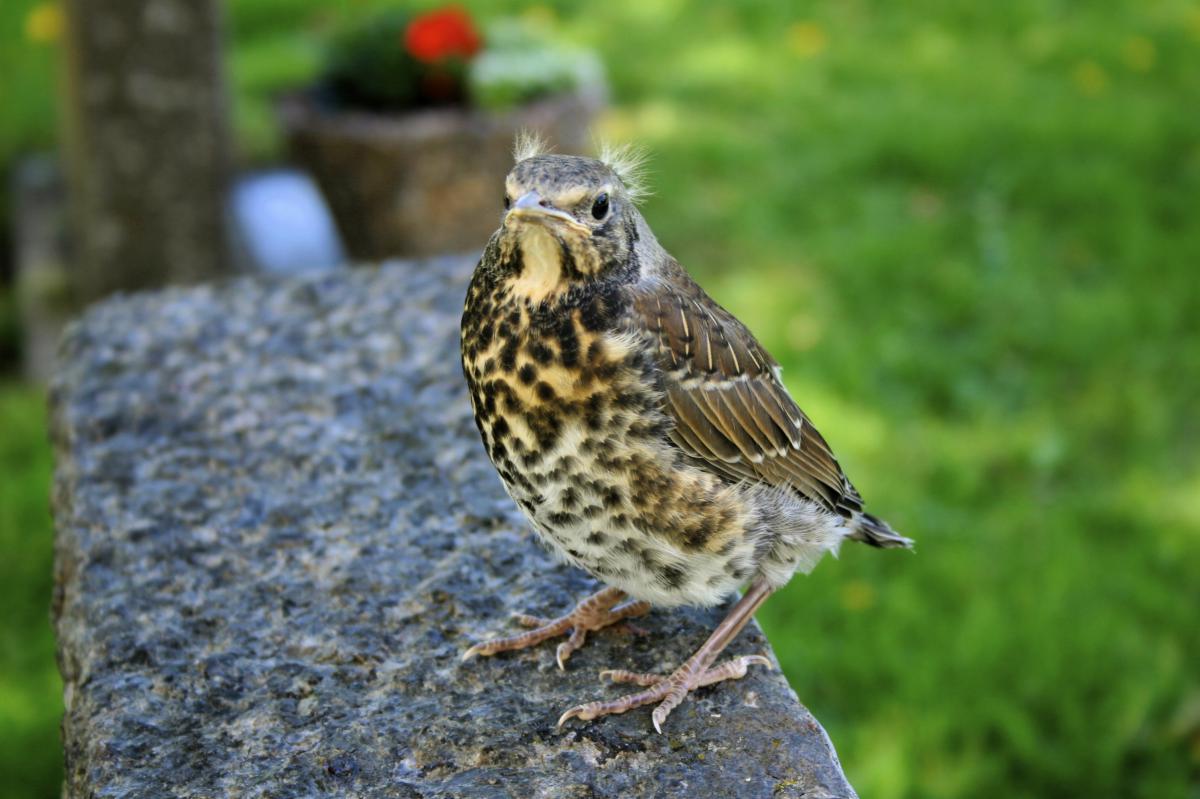 Kramsvogel jong | CC BY-SA 2.0 Ernst Vikne, WikiMedia