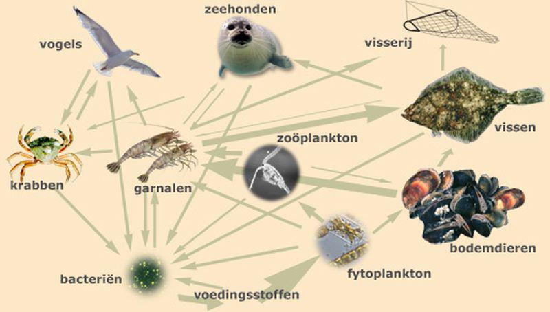 Ingewikkeld voedselweb in de Waddenzee | © Ecomare