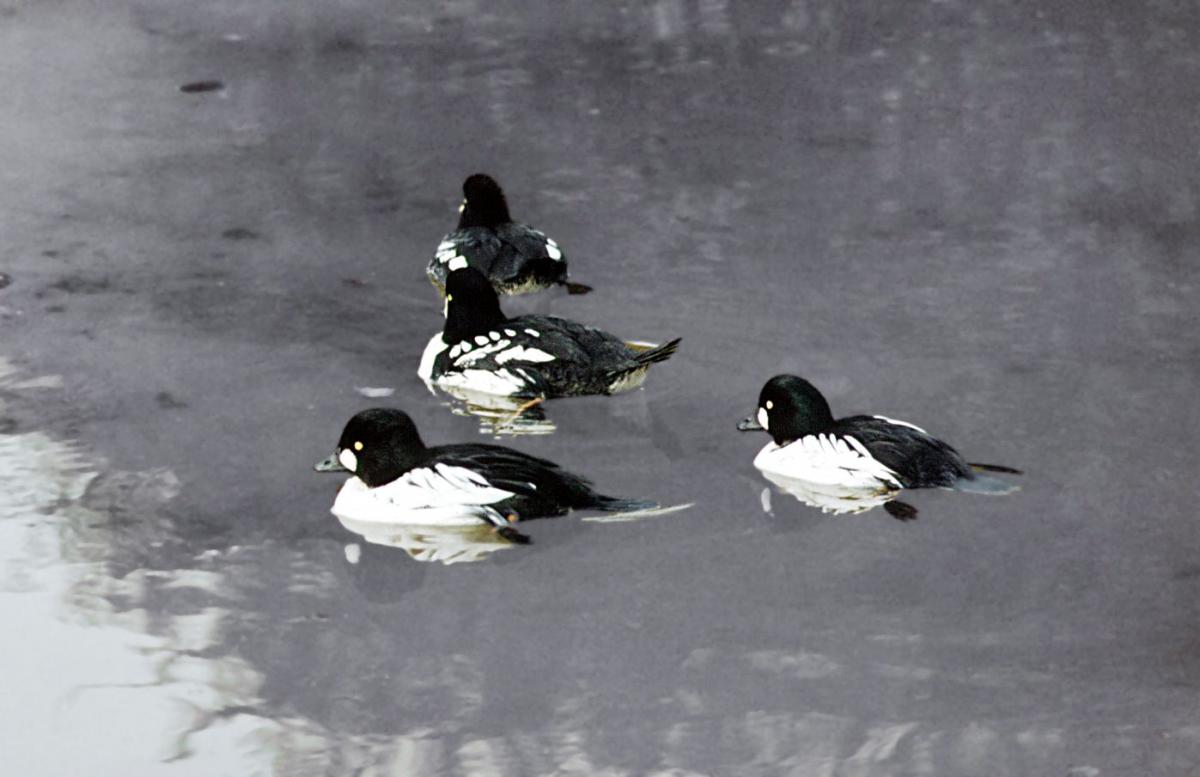 Brilduikers Brilduikers | © Ecomare, W.J. Phaff