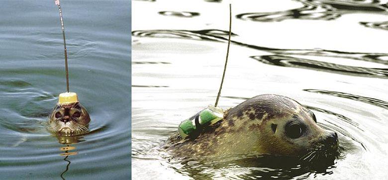 Gewone zeehond met zender Gewone zeehond met zender | © Ecomare, Salko de Wolf en Edo Kooiman