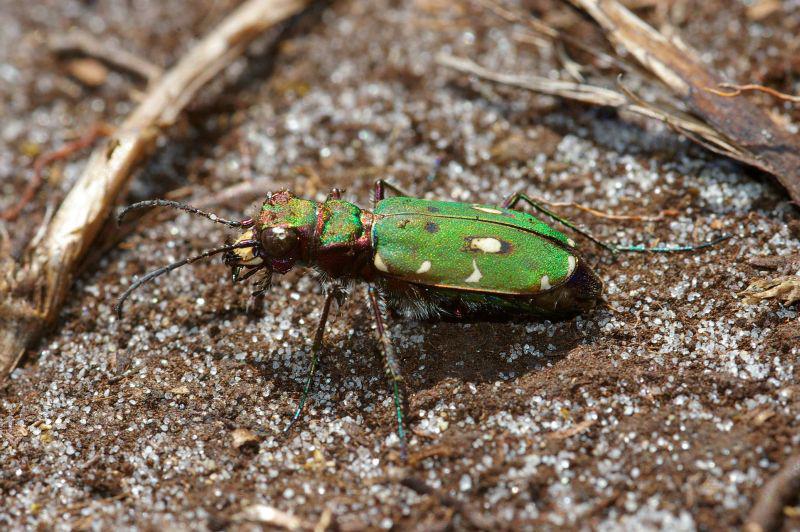 Groene zandloopkever | © Ecomare, Foto Fitis, Sytske Dijksen