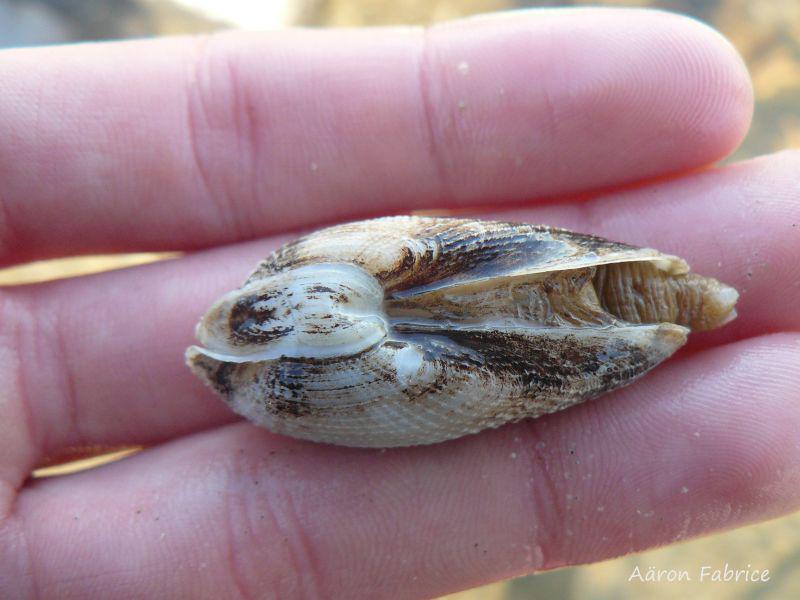 Levende witte boormossel, met het derde schelpdeeltje goed zichtbaar. Het zit als een afdekkapje over het slot heen zit en beschermt het zachte weefsel Witte boormossel | © WoRMS, Aaron Fabrice
