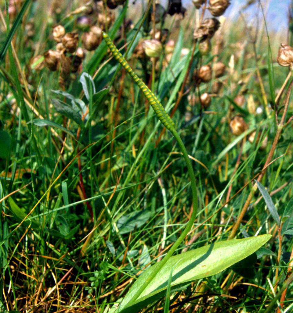 Gewone addertong | © Ecomare, Sytske Dijksen