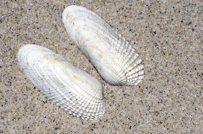 Amerikaanse boormossel Amerikaanse boormossel | © Foto Fitis, Sytske Dijksen
