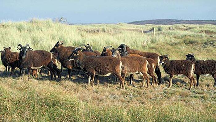 Soay-schapen (Roosduinen, Ameland) | © Johan Krol, archief Natuurcentrum Ameland