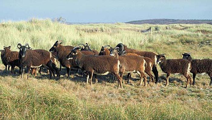 Soay-schapen (Roosduinen, Ameland) Soay-schapen (Roosduinen, Ameland) | © Johan Krol, archief Natuurcentrum Ameland