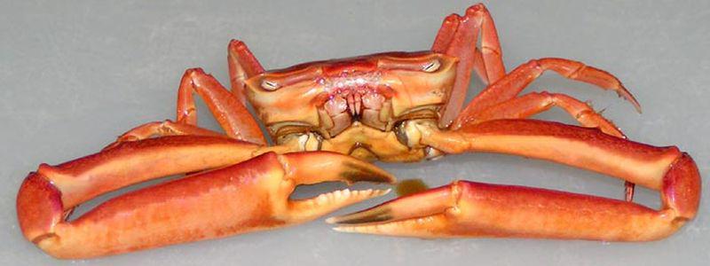 Hoekige krab | © Ecomare, Foto Fitis, Sytske Dijksen