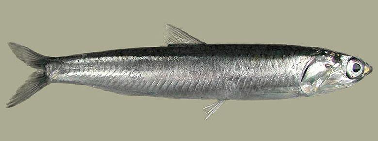 Ansjovis Ansjovis | © Ecomare