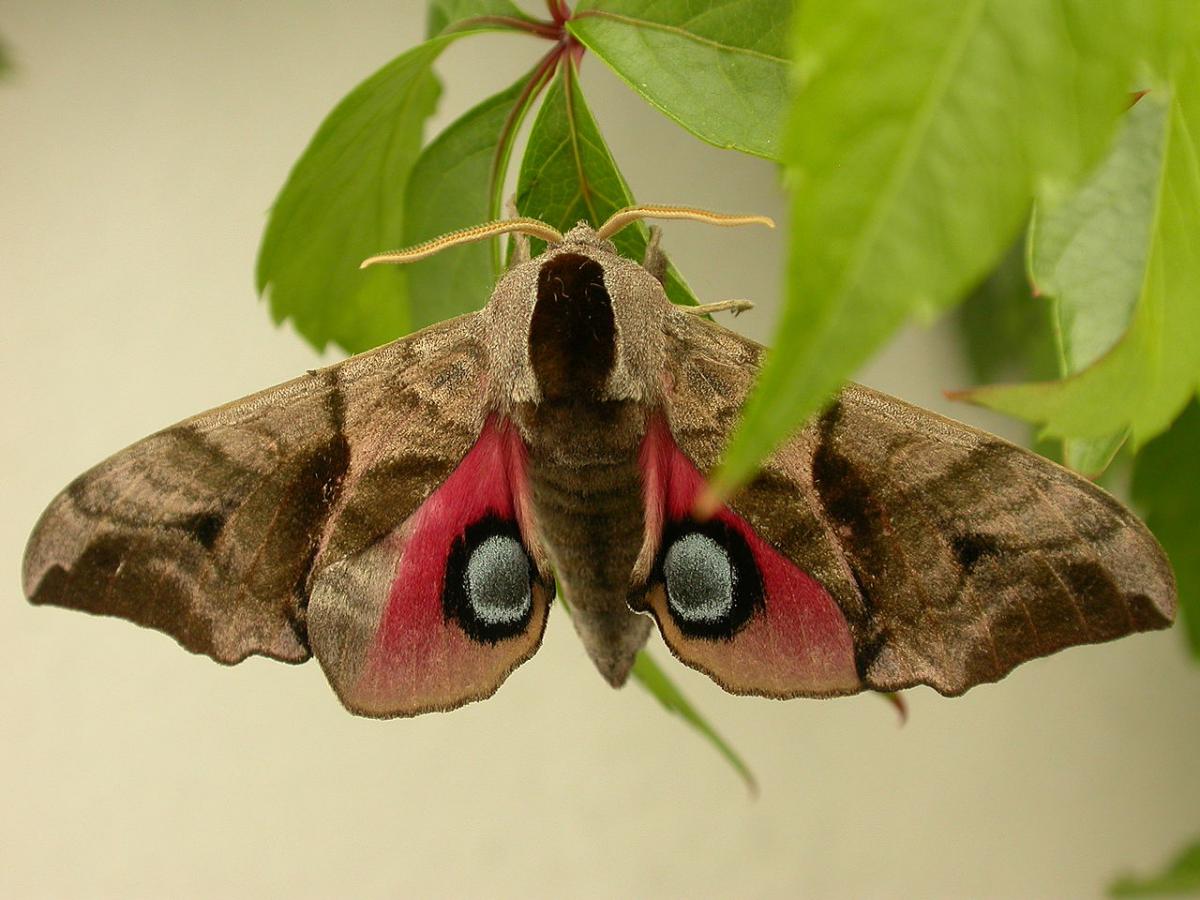 CC BY 2.0 Donald Hobern, Wikimedia Commons