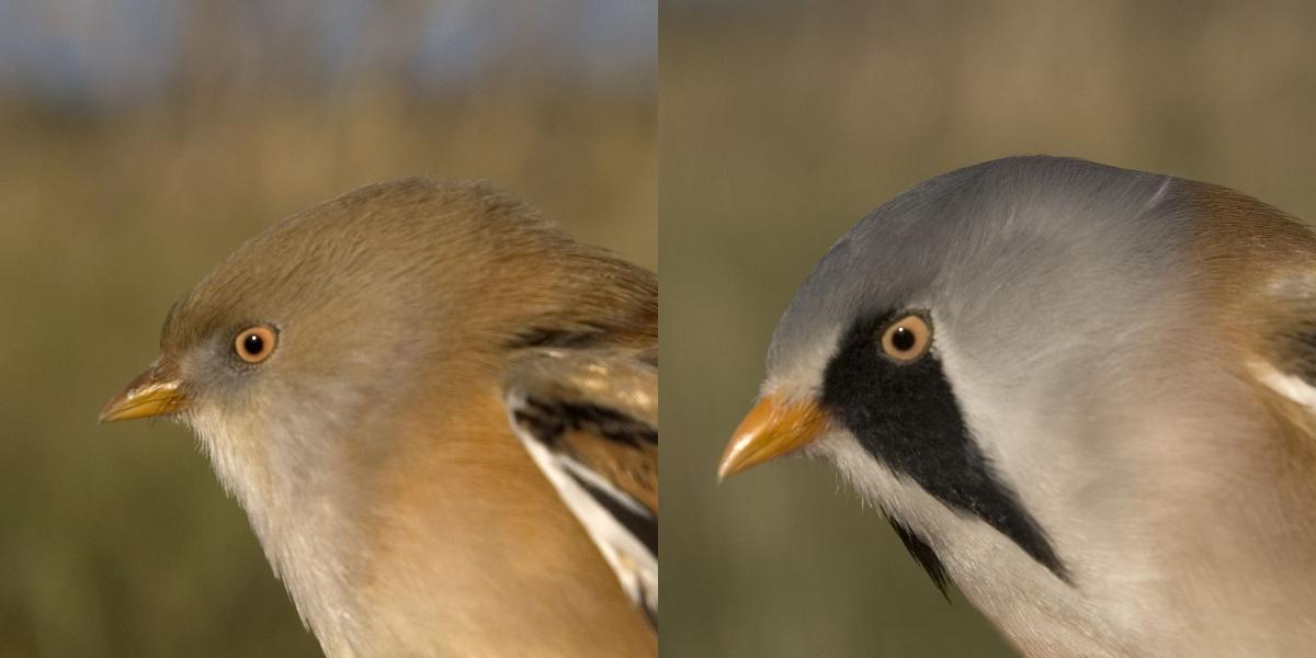 Baardvrouwtje (L) en Baardmannetje (R) | © Ecomare, Jeroen Reneerkens
