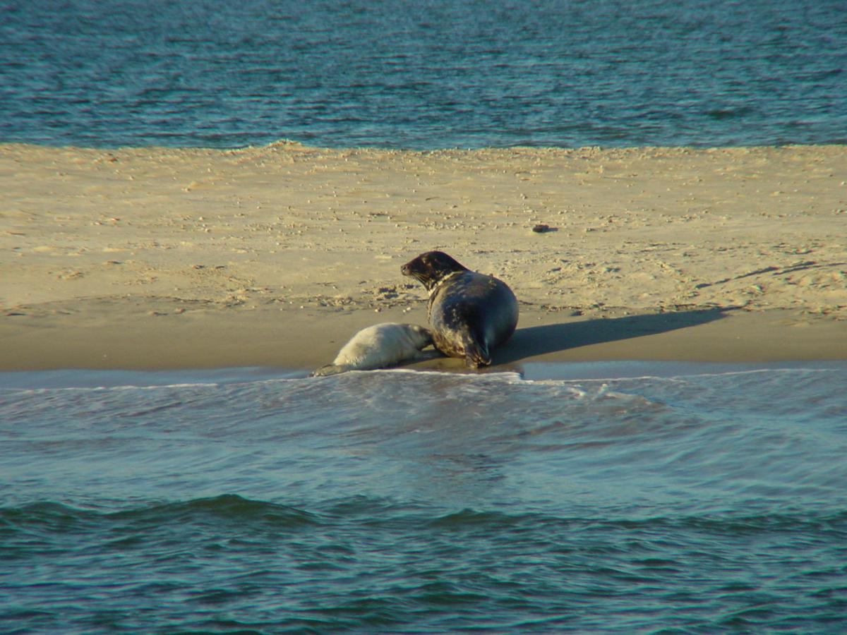 Grijze zeehond met jong Grijze zeehond met jong | © Ecomare, Salko de Wolf