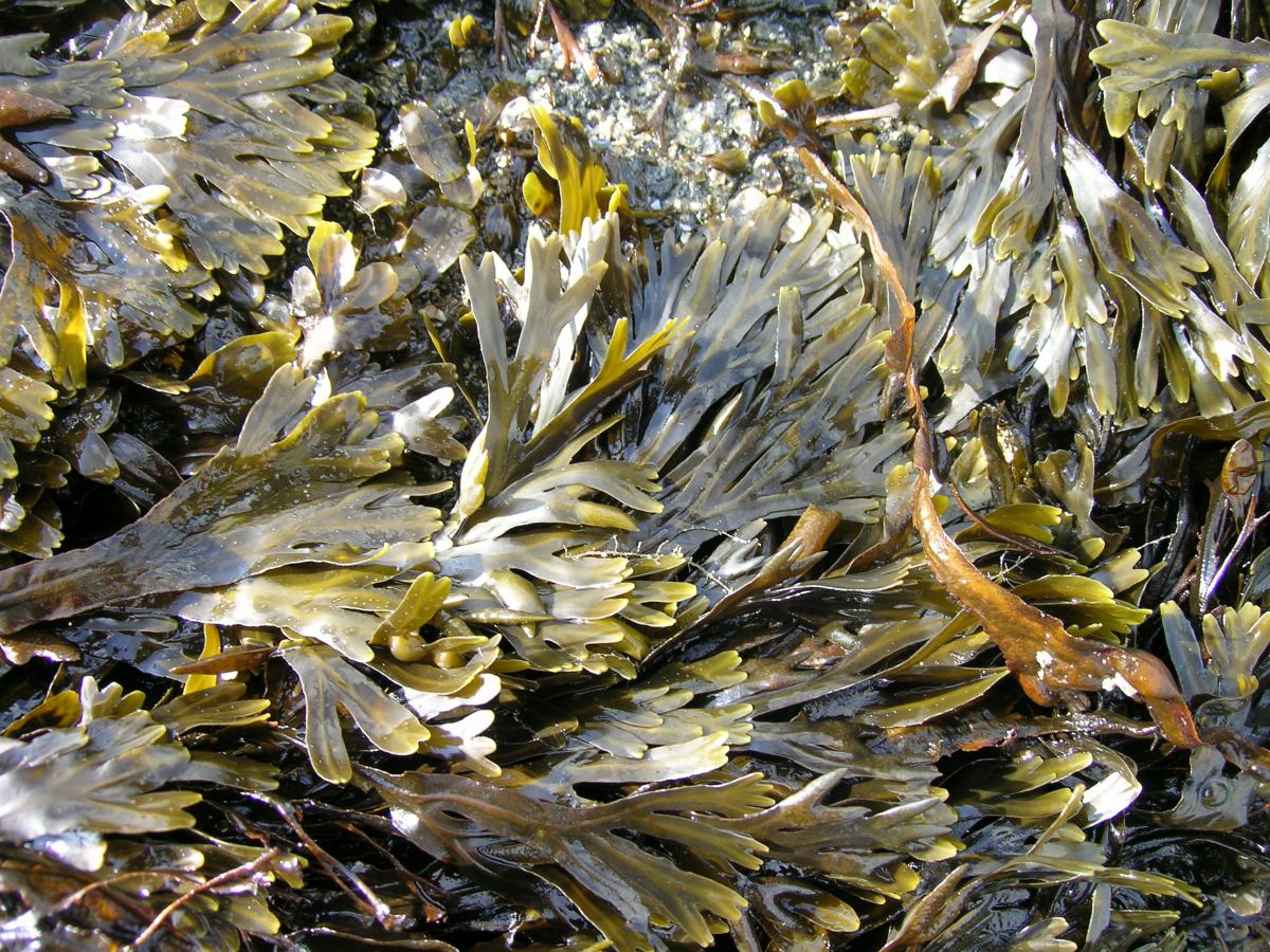 Blaaswier zonder blazen | © Ecomare, Oscar Bos