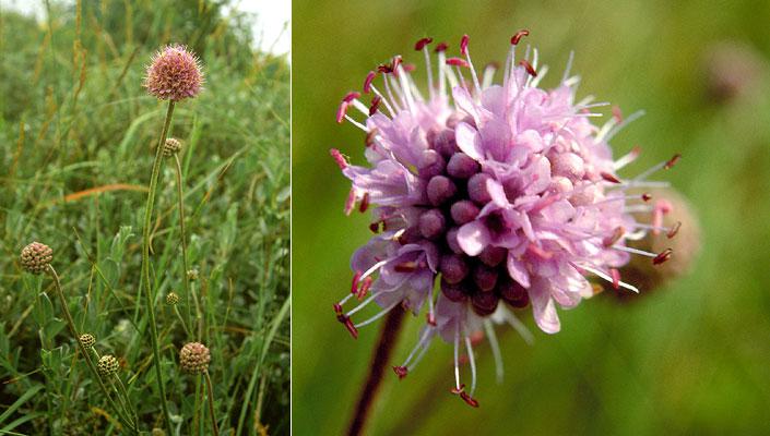 Blauwe knoop | © Foto Fitis, Sytske Dijksen