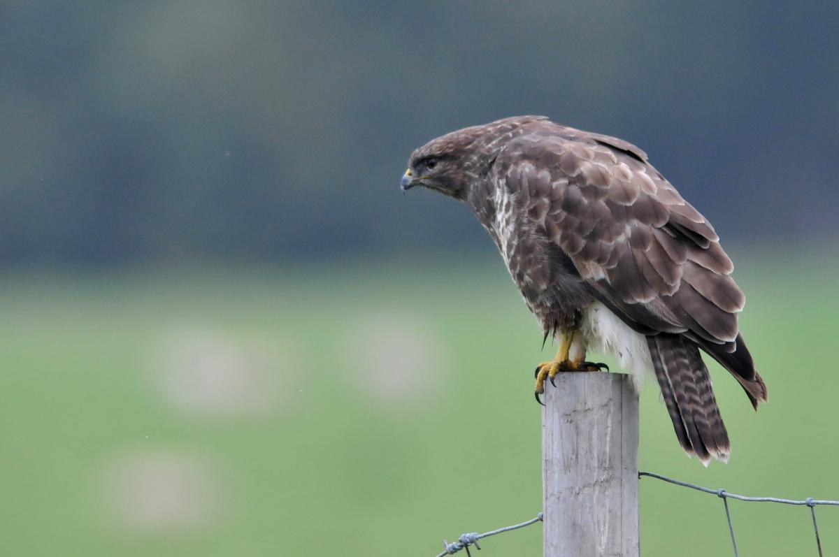 Buizerd | © Ecomare