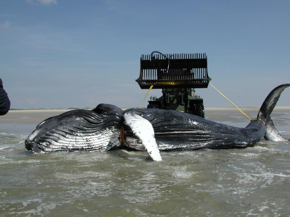 Bultrug Vlieland 2004 | © Dirk Bruin