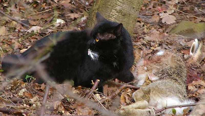 Kat Kat | © Ecomare, Foto Fitis, Sytske Dijksen