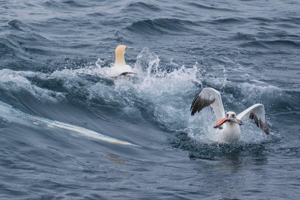 Duikende jan van Genten Duikende jan van Genten | © Merijn van den Bosch