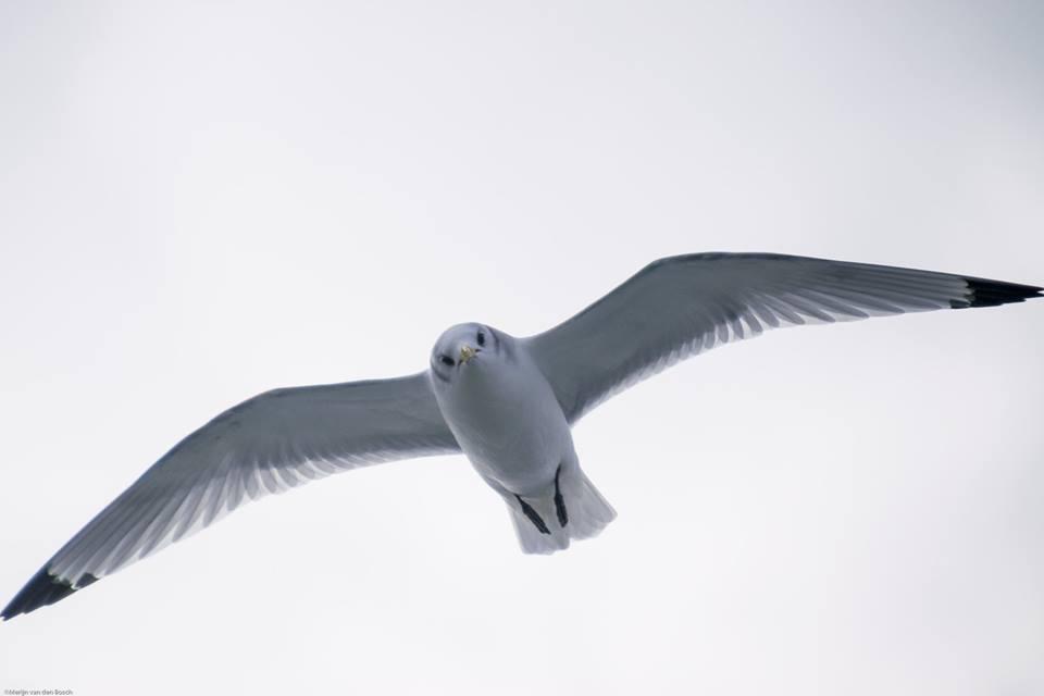 Drieteenmeeuw Drieteenmeeuw | © Merijn van den Bosch