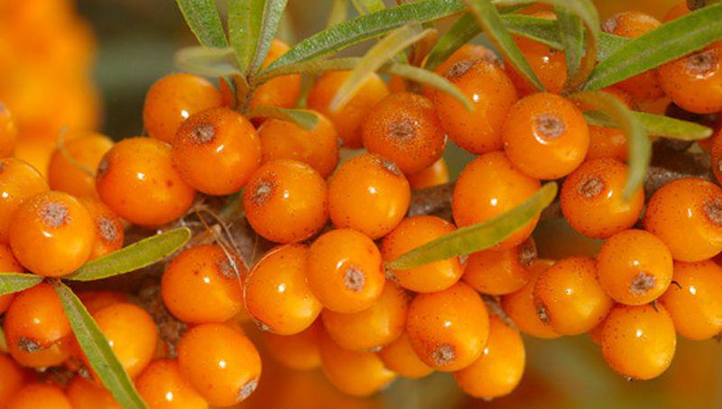 Bessen van de duindoorn Bessen van de duindoorn | © Ecomare