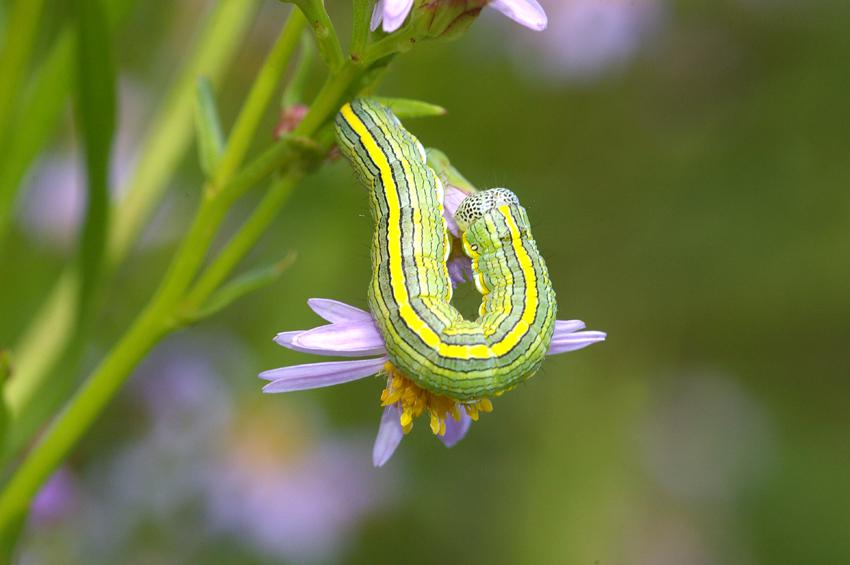 Rups van de astermonnik op zeeaster Rups van de astermonnik op zeeaster | © Foto Fitis, Sytske Dijksen