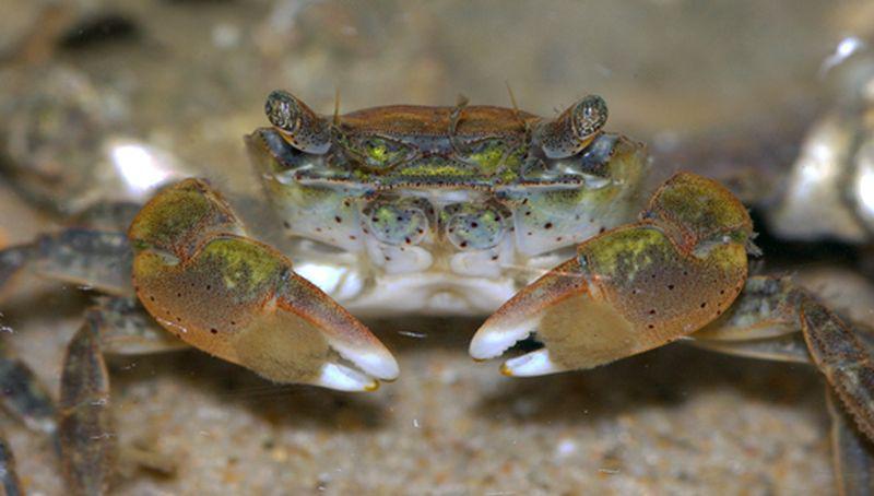 Blaasjeskrab  blaasjeskrab | © Ecomare, Foto Fitis, Sytske Dijksen