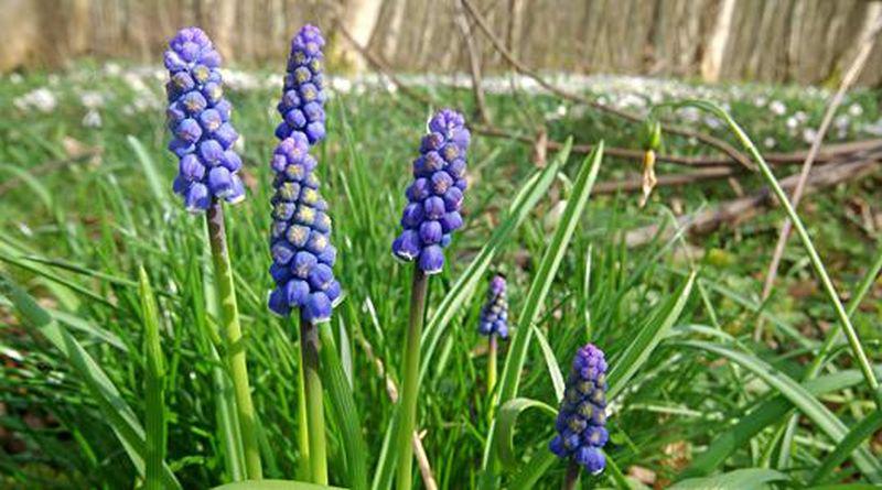 Blauwe druifjes | © Foto Fitis, Sytske Dijksen