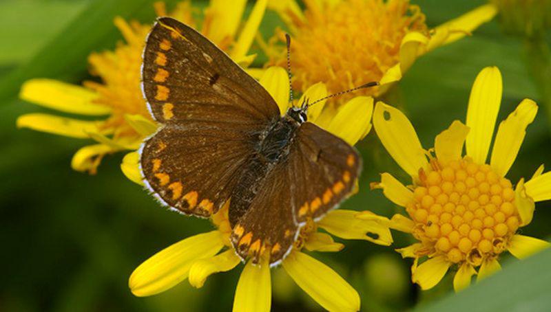 Bruin blauwtje Bruin blauwtje | © Ecomare, Foto Fitis, Sytske Dijksen