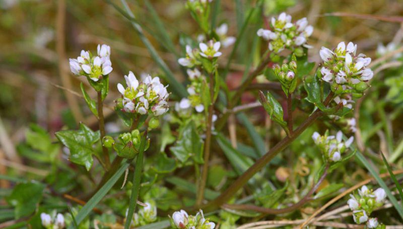 Deens lepelblad Deens lepelblad | © Foto Fitis, www.fotofitis.nl