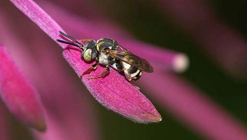 Duinkegelbij duinkegelbij | © Ecomare, Foto Fitis, Sytske Dijksen