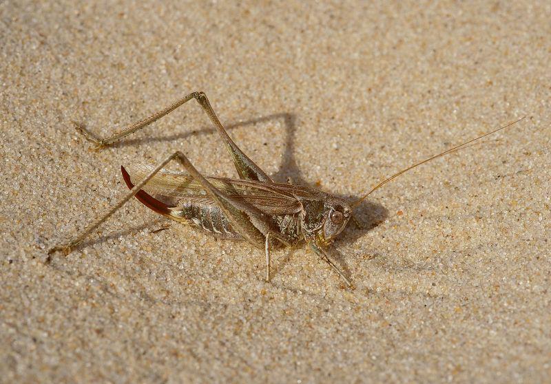 Duinsabelsprinkhaan Duinsabelsprinkhaan | © Ecomare, Foto Fitis, Sytske Dijksen