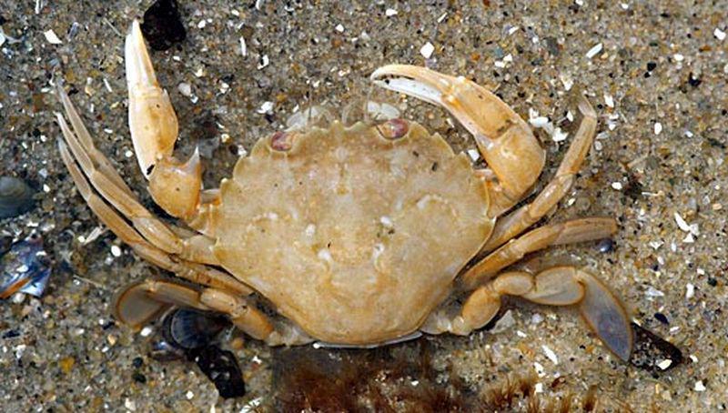 Gewone zwemkrab Gewone zwemkrab | © Ecomare, Foto Fitis, www.fotofitis.nl