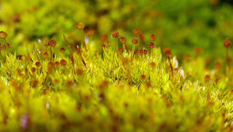 Gewoon knopjesmos Gewoon knopjesmos | © Foto Fitis, Sytske Dijksen