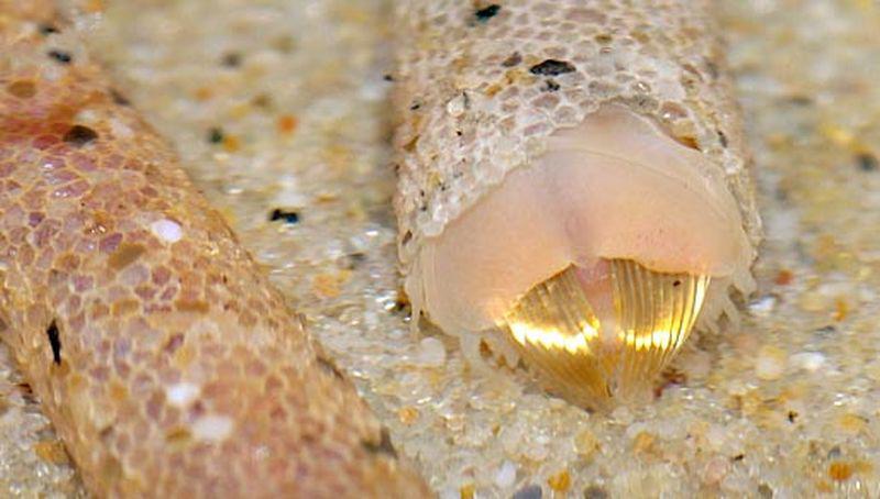 Goudkammetje Goudkammetje | © Ecomare, Foto Fitis, Sytske Dijksen